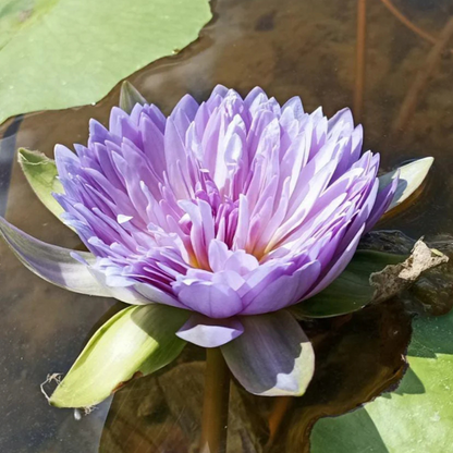 Udumbaramee Tropical Waterlily