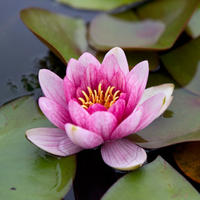 Madame Wilfron Gonnère Hardy Waterlily
