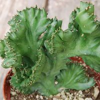 Variegated Euphorbia Lactea Cristata Cactus (Big Size)