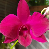 Dendrobium Super Nova (Near Blooming Size)