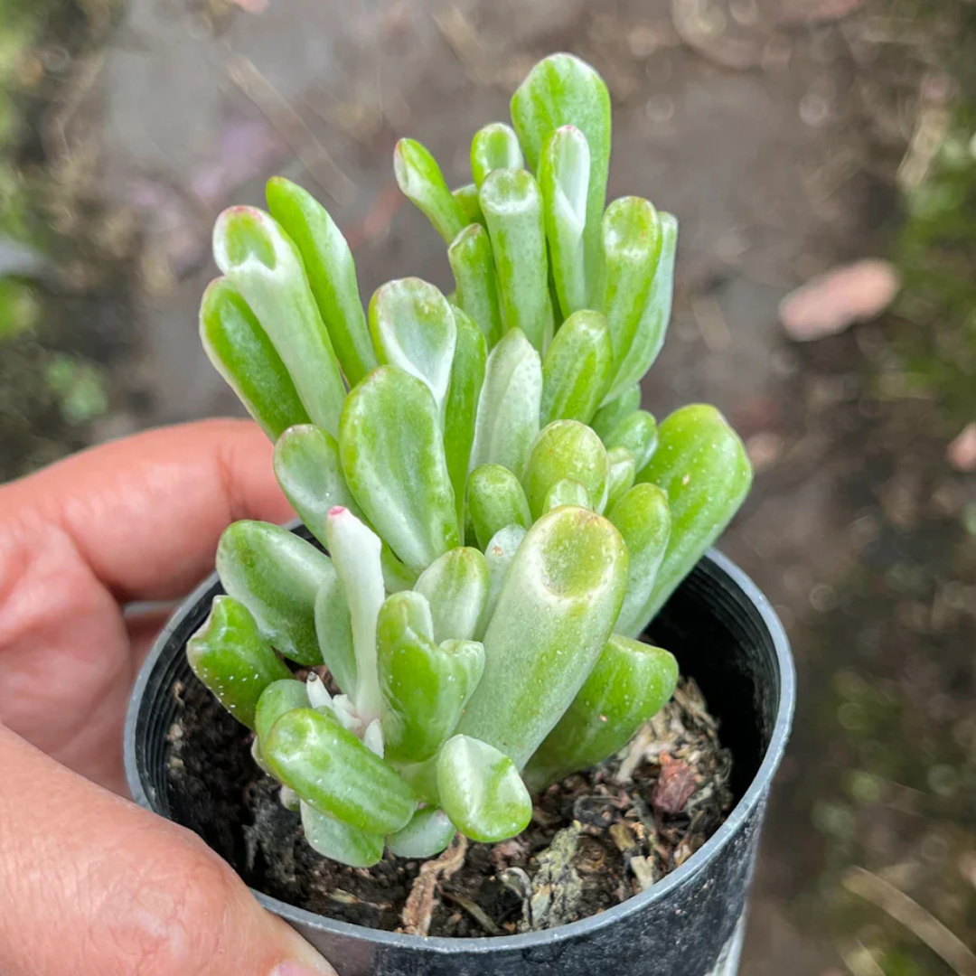 Crassula Gollum