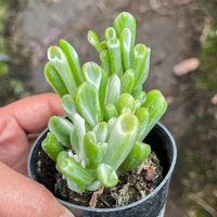 Crassula Gollum