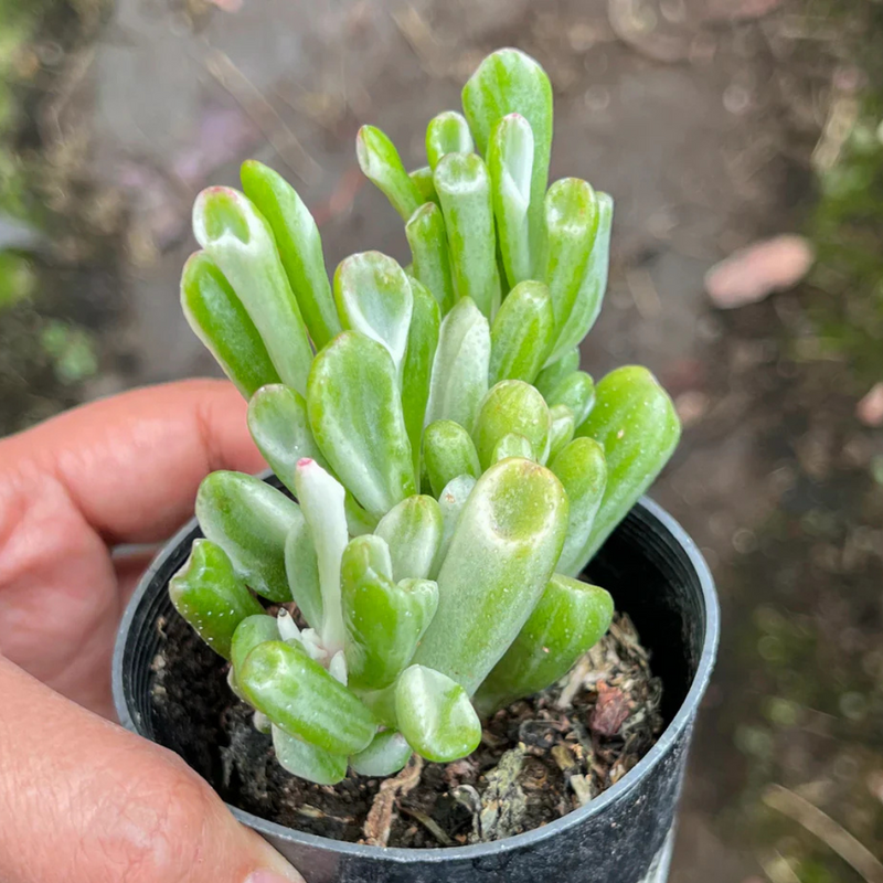 Crassula Gollum