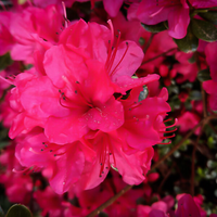 Azalea Hot Pink