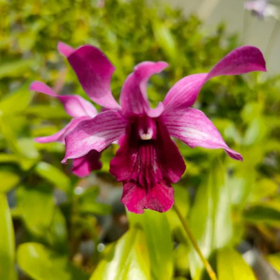 Dendrobium Indonesian Raya Red (Blooming Size)