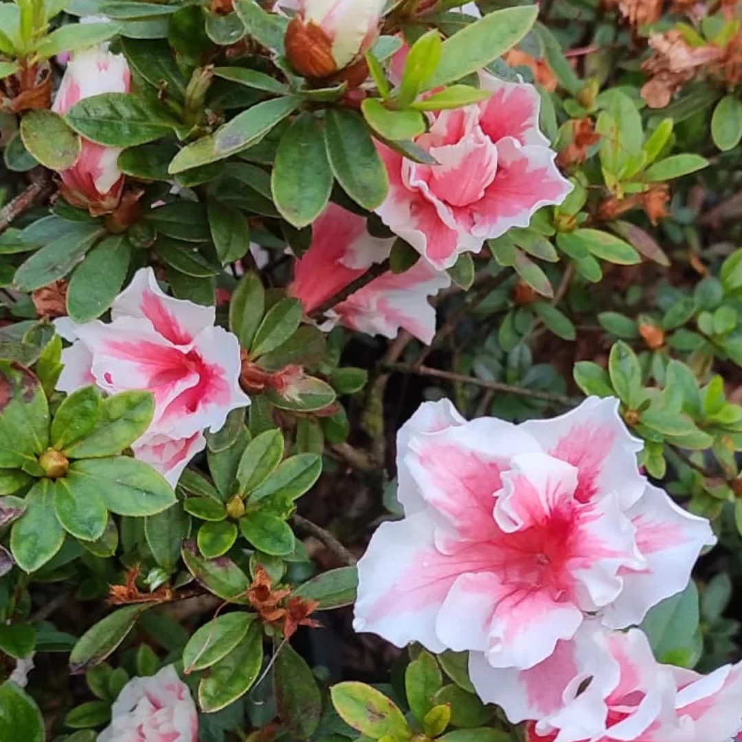Azalea California Doll (Double Flower) Plant