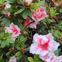 Azalea California Doll (Double Flower) Plant