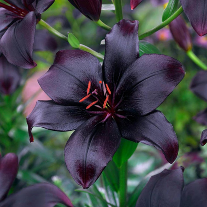 Asiatic Lily - Black Flower Bulbs (Rare)