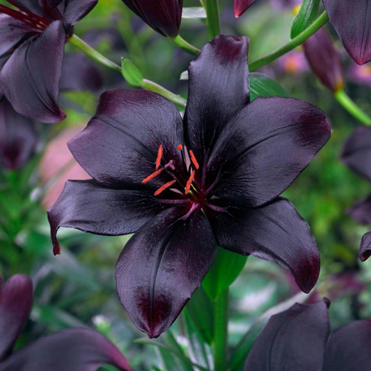 Asiatic Lily - Black Flower Bulbs (Rare)