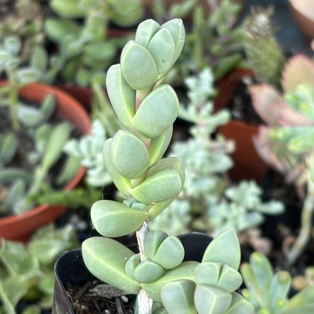 Corpuscularia lehmannii (Non-Variegated) (Bare Rooted)