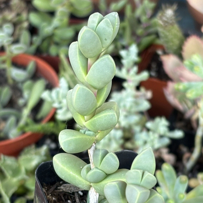 Corpuscularia Lehmannii Non-Variegated (Bare Rooted)
