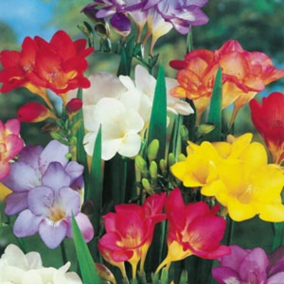Freesia Multi Petal Bulbs- Multi Color