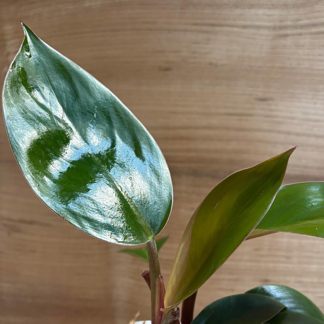 Philodendron Congo Rojo