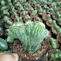 Cereus Forbesii Monstrose (Bare Rooted)