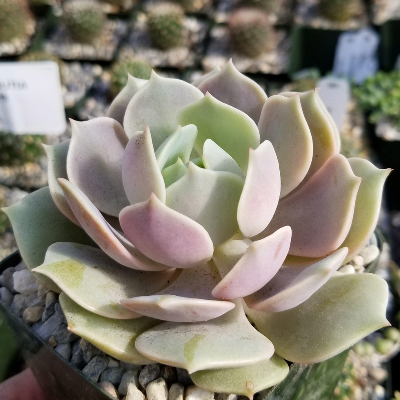 Echeveria Lola (Bare Roooted)