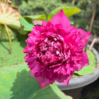Lakshmi Lotus Tuber