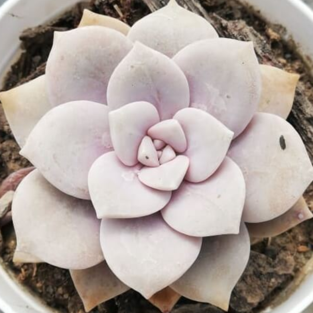 Graptopetalum superbum