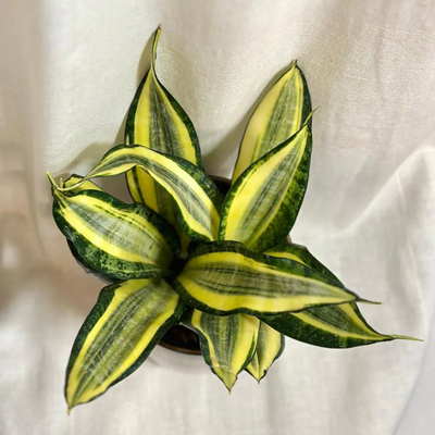 Sansevieria Gold Dust (Potted)