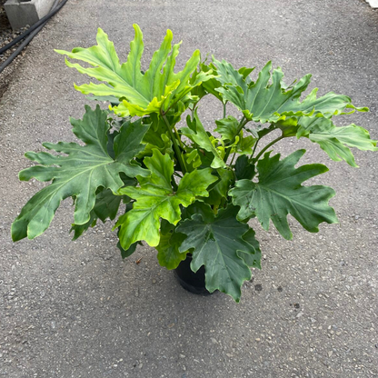 Philodendron Hope