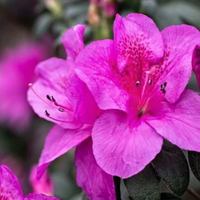 Azalea Purple (Double Flower) Plant
