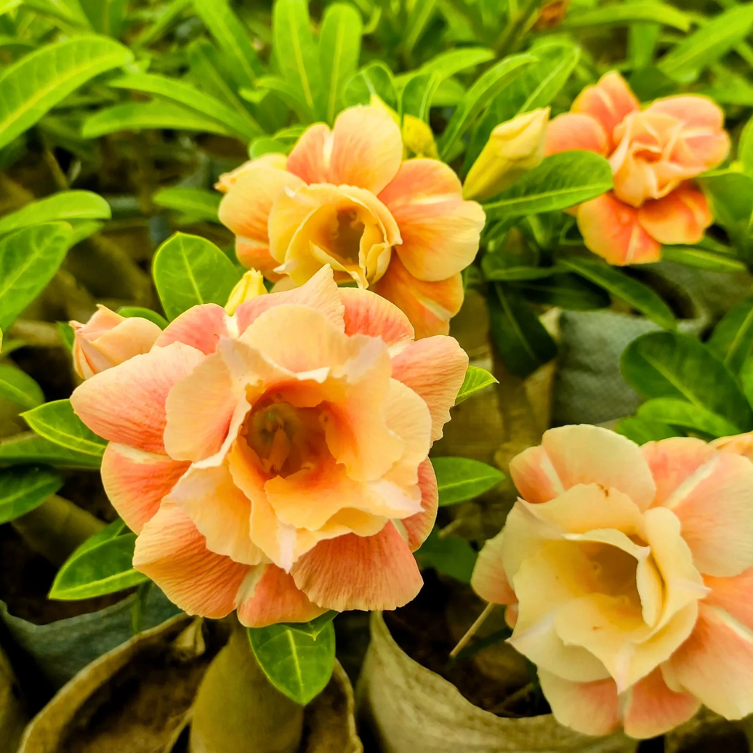 Adenium Rosy - Caramel Bare Rooted Plant (Grafted)