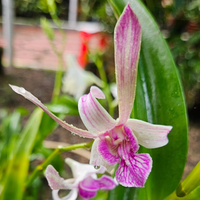 Dendrobium Rabbit Pink (Blooming Size)