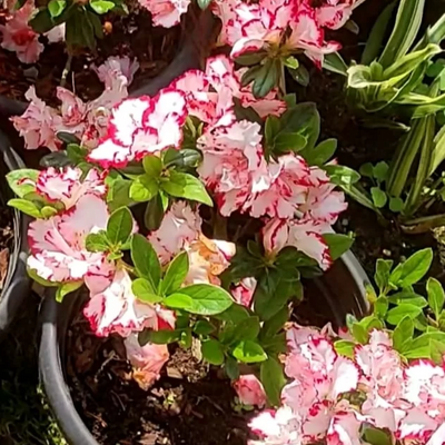 Azalea Day Spring (Double Flower) Plant