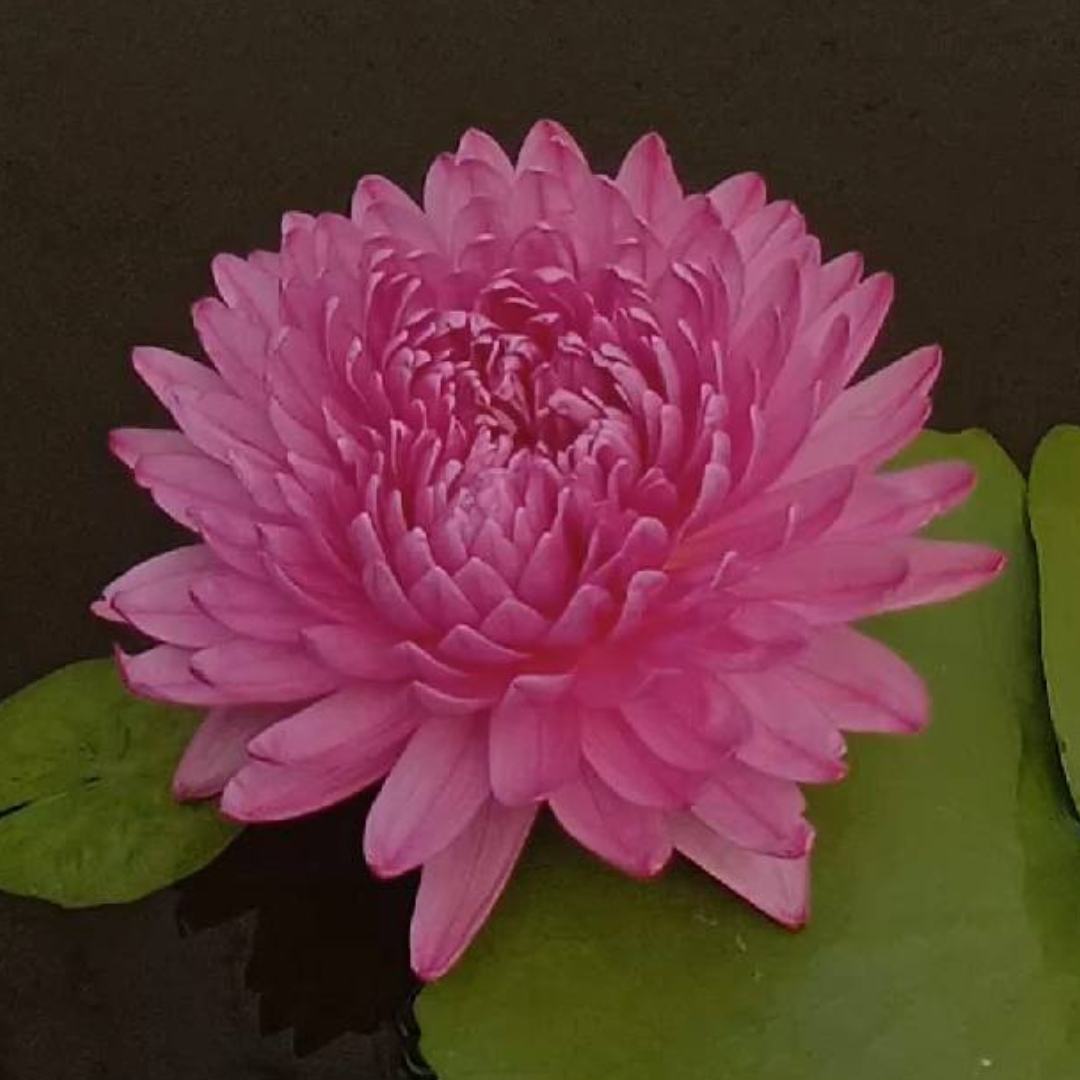 Mukda Tropical Waterlily