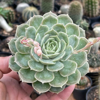 Echeveria Onslow