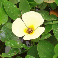 Water Poppy