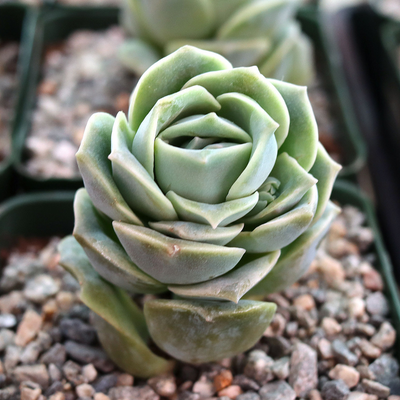 Echeveria Lovely Rose (Bare Rooted)
