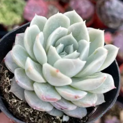 Echeveria Arctic Ice Hybrid