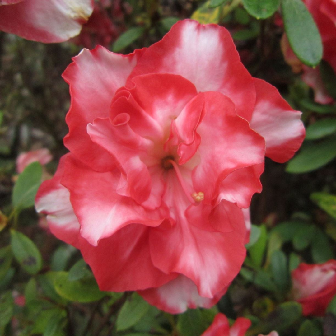 Azalea Southern Aurora