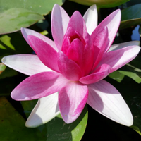 Conqueror Hardy Waterlily