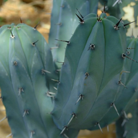 Myrtillocactus Geometrizans (Blue Candle Cactus) Small