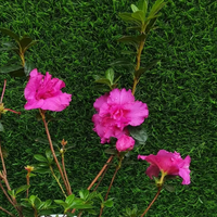 Azalea Australian Light Purple (Double Flower) Plant