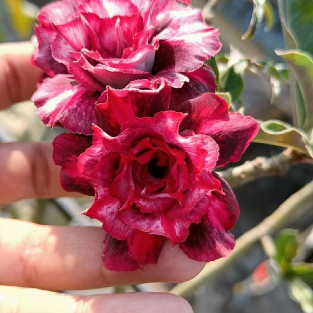 Adenium Rosy - Purple Jelly Bare Rooted Plant (Grafted)