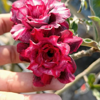 Adenium Rosy - Purple Jelly Bare Rooted Plant (Grafted)