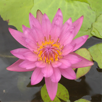 Jackwood Tropical Waterlily