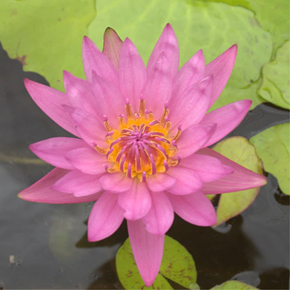 Jackwood Tropical Waterlily