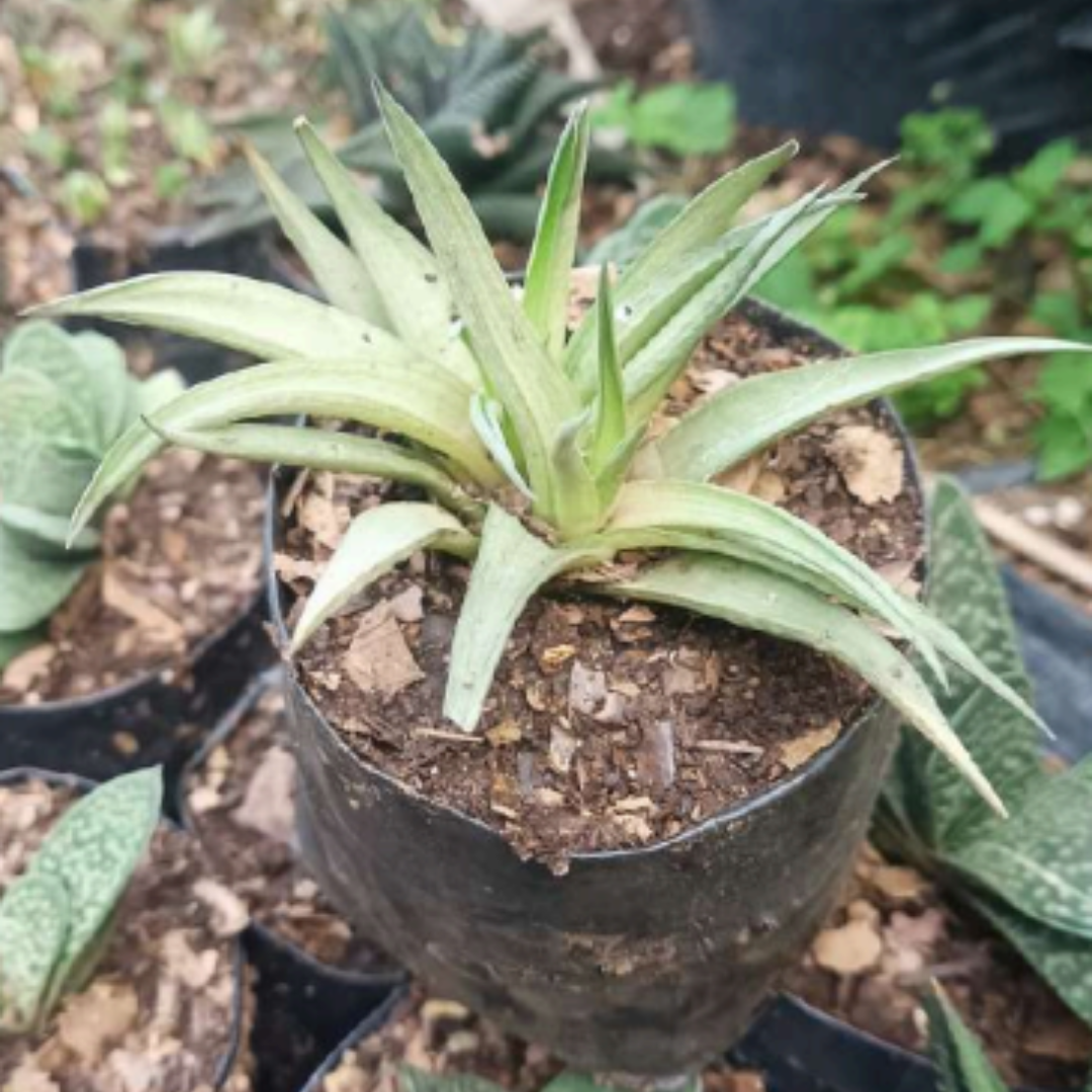 Haworthia Angustifolia (Bare Rooted)