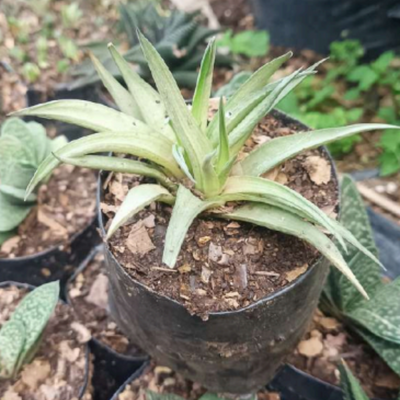 Haworthia Angustifolia (Bare Rooted)