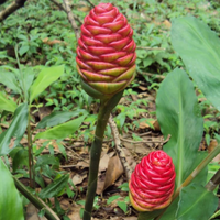 Shampoo Ginger Bulbs