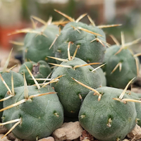 Puna Cactus (Bare Rooted)