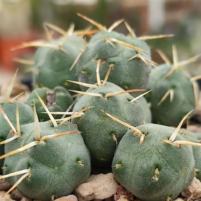 Puna Cactus (Bare Rooted)