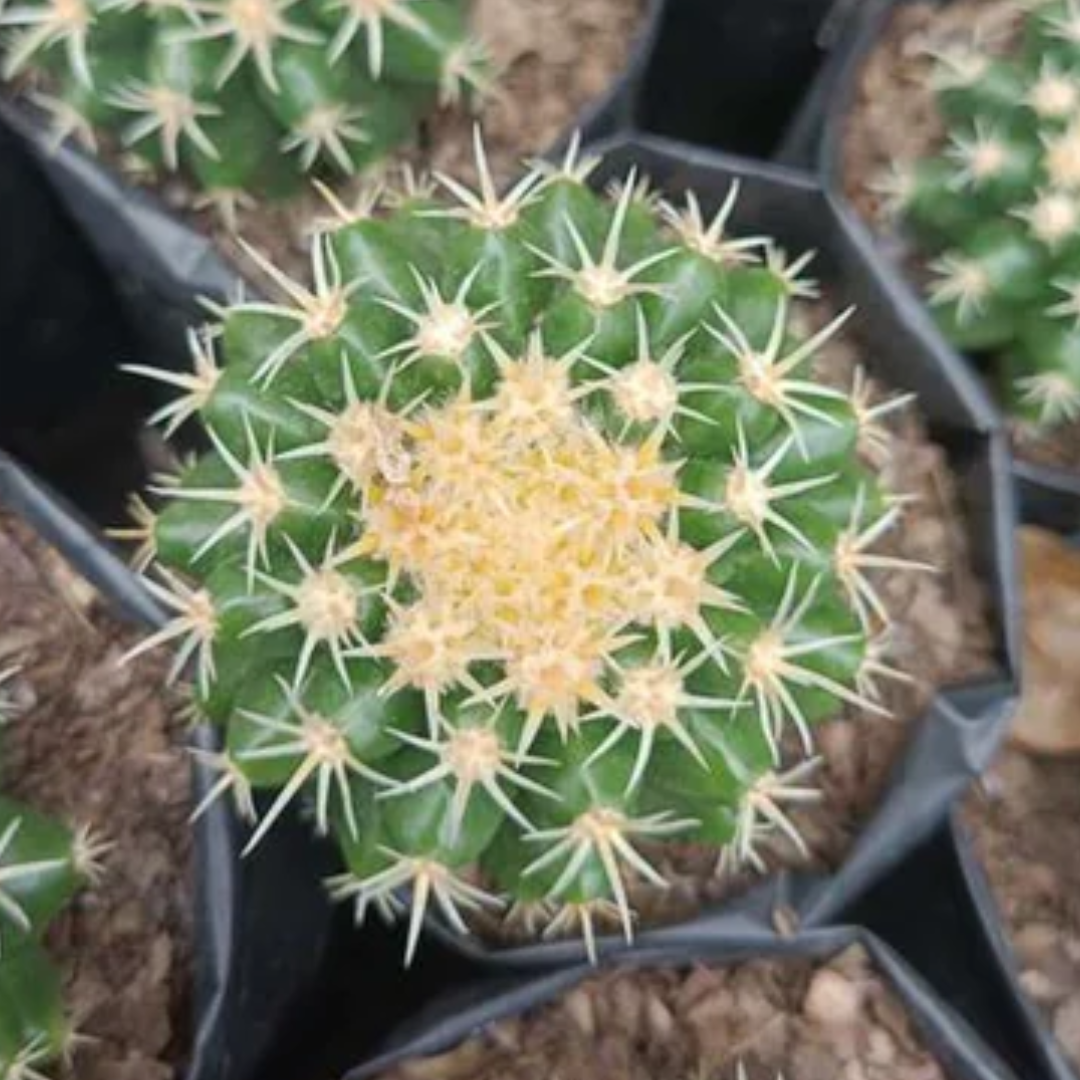 Rare Echino Curvy Spines Cactus (Bare Rooted)
