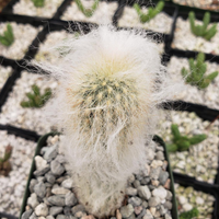 Peruvian Old Man Cactus (Bare Rooted)