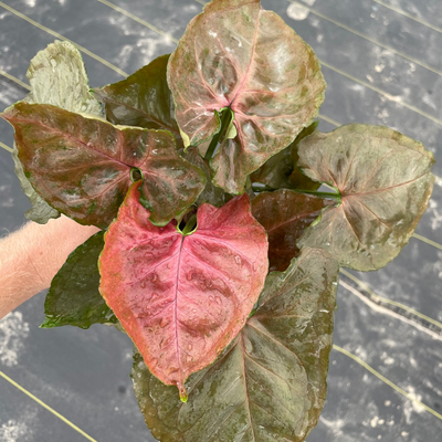 Syngonium Red Plum Allusion