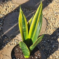 Sansevieria Flame (Potted)