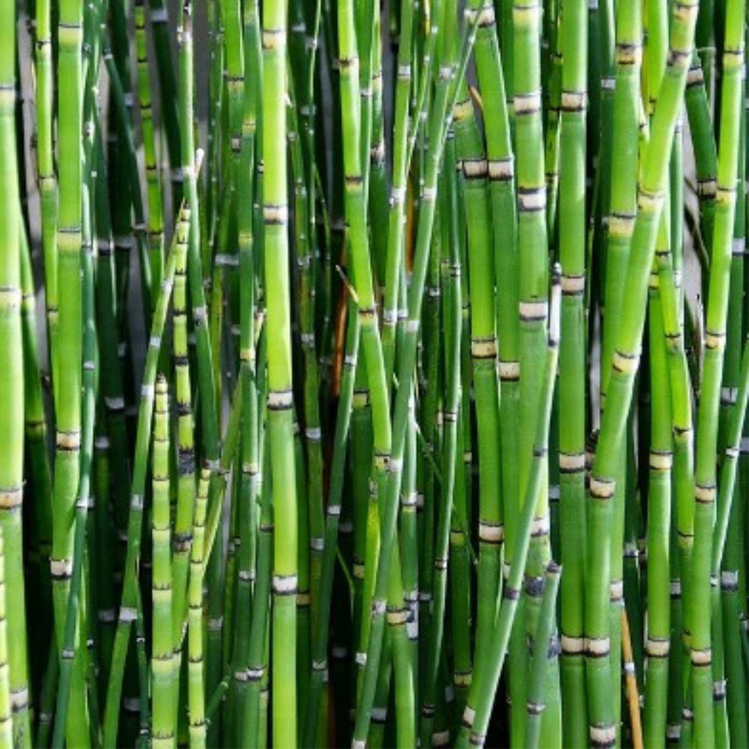 Horsetail (Bamboo Plant)